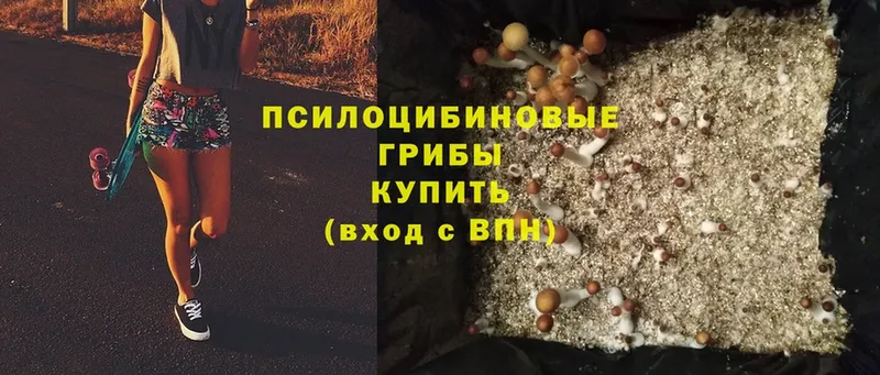 это как зайти  Новокузнецк  Галлюциногенные грибы Magic Shrooms 